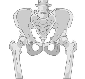 骨盤のイラスト